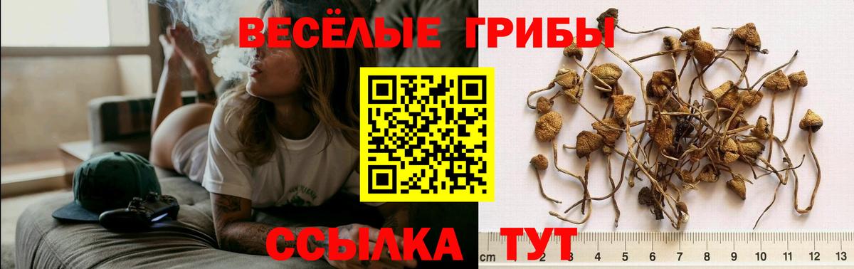 Галлюциногенные грибы Psilocybine cubensis Кохма